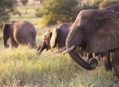 10-Day Kenya Safari Tour