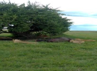 Bespoke Luxury Kenya Safari
