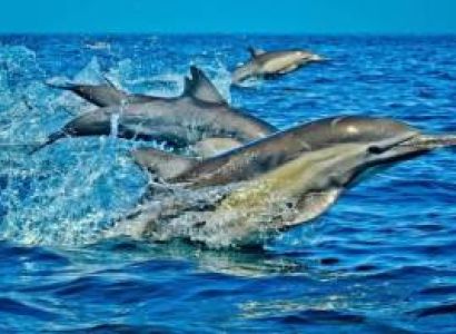 7 Days 6 Nights Kenya Coastal Escape