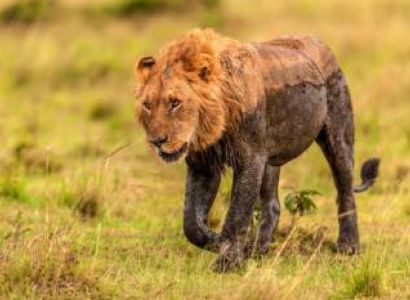 Jambo Mara Wildlife Escape – 3 Days / 2 Nights
