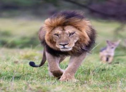 Kenya Wildlife & Rift Valley Adventure 5 Days - 4 Nights