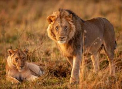 Maasai Mara & Naivasha Safari