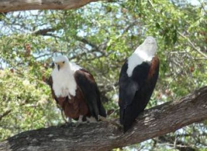 8days 7nights Maasai Mara - Lake Nakuru N.p - Lake Naivasha - Amboseli N. P