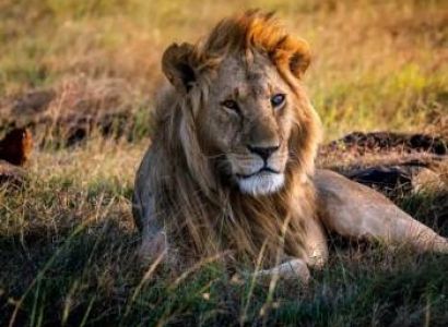 6-Day Cross-Border Safari - The Ultimate East African Route Tour