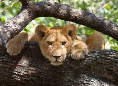 Lake Manyara National Park Safari Tour