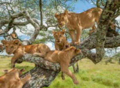 5-Days Safari To Tarangire - Serengeti - Ngorongoro Crater Tour