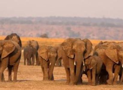 Game Drive And Return Transfer
