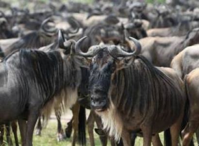 6 Days 5 Nights Great Migration Safari