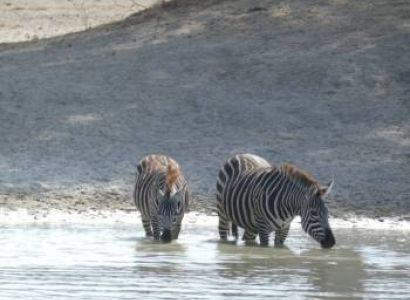 3 Day Luxury Safari to Lake Manyara, Ngorongoro Crater and Tarangire