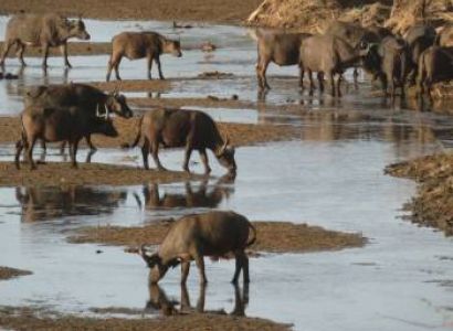 Lake Manyara National Park Safari Tour