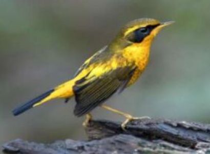 North Vietnam 2 Days Tour - Birding - Night Safari At Cuc Phuong National Park