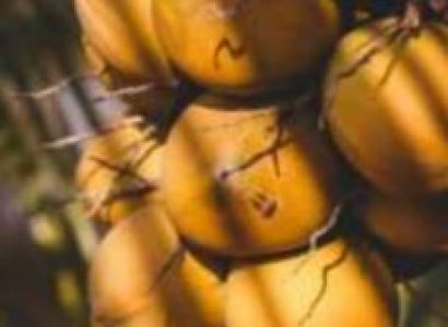 Hoi An 1 Day Tour Extension - Cam Thanh Coconut Village - Bamboo Boat Experience