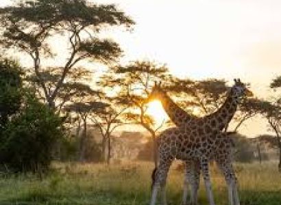 Tanzania 5 Nights / 6 Days Tour Package