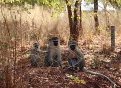 Lake Manyara National Park Safari Tour
