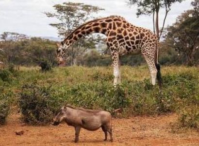 Nairobi 1 D Trip