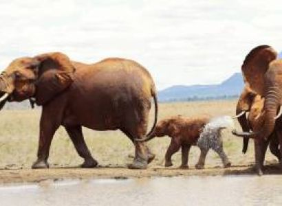 5-day Southern Kenya Circuit Savannah & Coast Safari Package Savannah Vista Tours & Travel