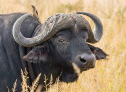 CROSS-BORDER EAST AFRICA SAFARI PACKAGE 10-Day Grand Kenya & Tanzania Wildlife Expedition