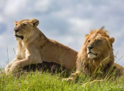 Tanzania Classic Wildlife & Great Migration Safari