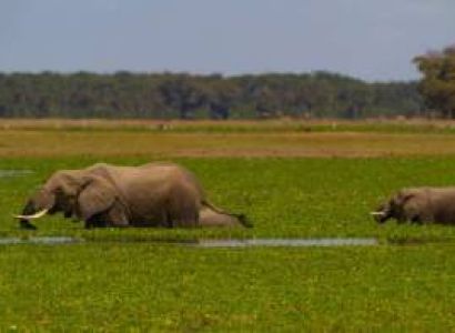 Classic 7-day Wildlife Expedition Magical Kenya Safari Package
