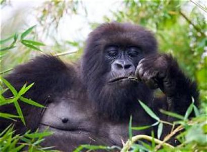 5-DAY LUXURY & WILDLIFE EXPEDITION Grand Rwanda Gorilla & Big Five Safari