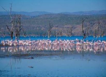 6 Days Masai Mara, Lake Nakuru & Samburu | Budget Adventure