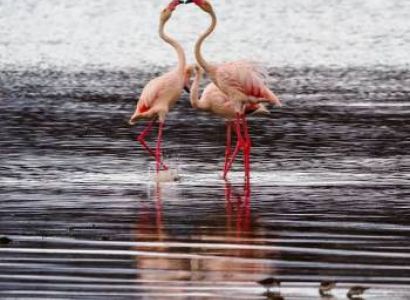 Ultimate Naivasha Safari Package