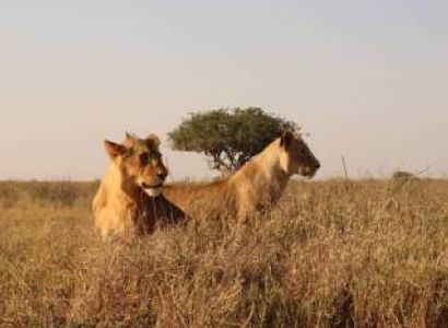 3-Day Tanzania Safari from Zanzibar