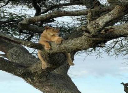 5 Days Tanzania Safari Adventure (4 Nights)
