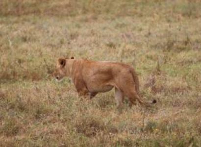 2 Days 1 Night Arusha City And Tarangire Walk Through