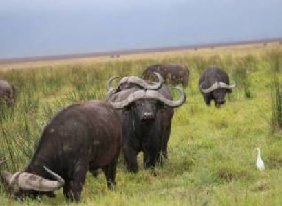 7 Days 6 Nights Tour In Arusha - Tarangire - Serengeti - Ngorongoro Crater And Lake Manyara