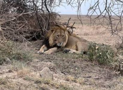 9 Days Tanzania Great Migration Safari Tarangire - Serengeti - Ngorongoro Crater