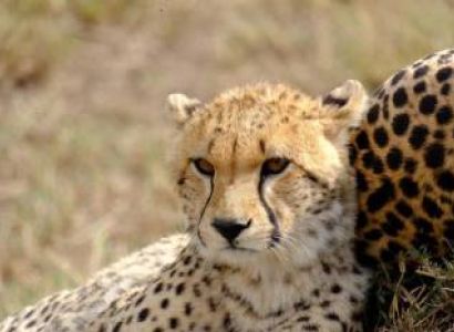 Best Feet Special Luxury Safari Tour