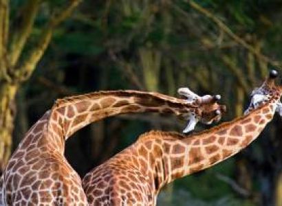 8-Day Safari & Beach Experience