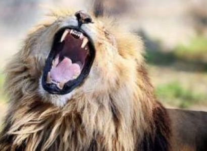8-Day Special - Luxury Exotic Bush Adventure
