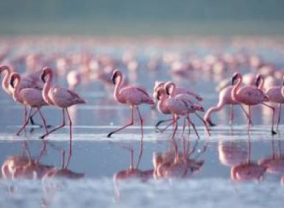 4-Day Taste of Kenya - Luxury