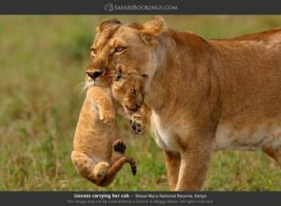 4-Day Luxury Fly-in Safari to Masai Mara with Fly Als