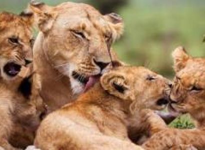 7-Day Wilderness Kenya