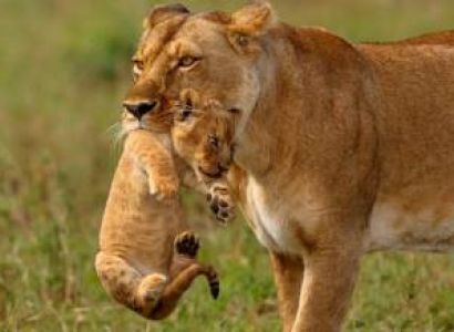 5-Day Wings Over Wilderness Fly-in Safari With Safarilink Aviation