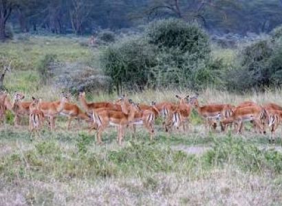 7-Day Kenya Classic Safari Circuit