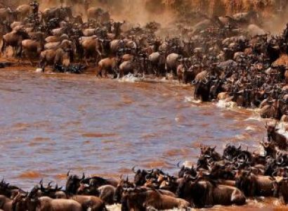 Masai Mara Budget Holiday - 4 Days