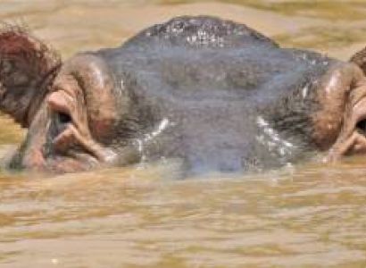 Safari In Serengeti - Ngorongoro - Tarangire Tour - 6 Days