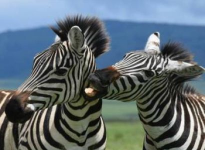 Experience Walking Adventure In Tanzania For 5 Days