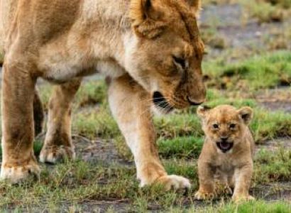 10-Day Affordable Adventure Safari Tour