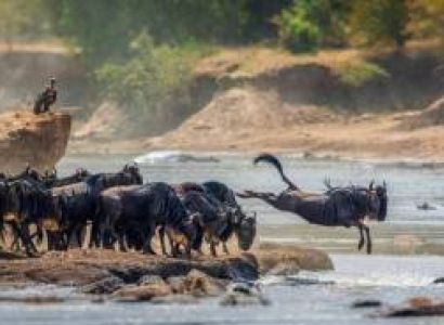 9-Day Tanzania Great Migration And Wildlife Safari Tour