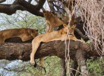 8-Day Wildlife - Education-Safari In Tanzania Tour