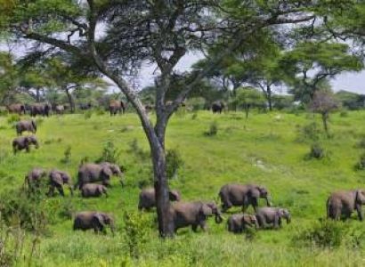 8-Day Amazing Tanzania Adventure Safari Tour