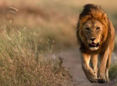 Arusha & Ngorongoro & Manyara 6 Days Budget Tour Package