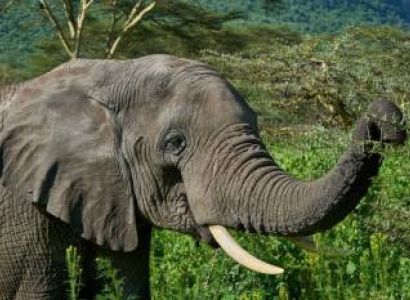Ngorongoro & Arusha Budget Holiday - 6 Days