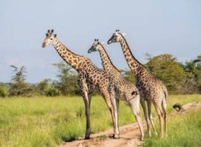 Arusha Tour Package - 6 Days Budget