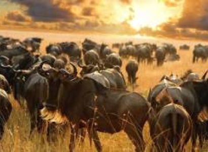 Arusha Budget Tour Package - 5 Days
